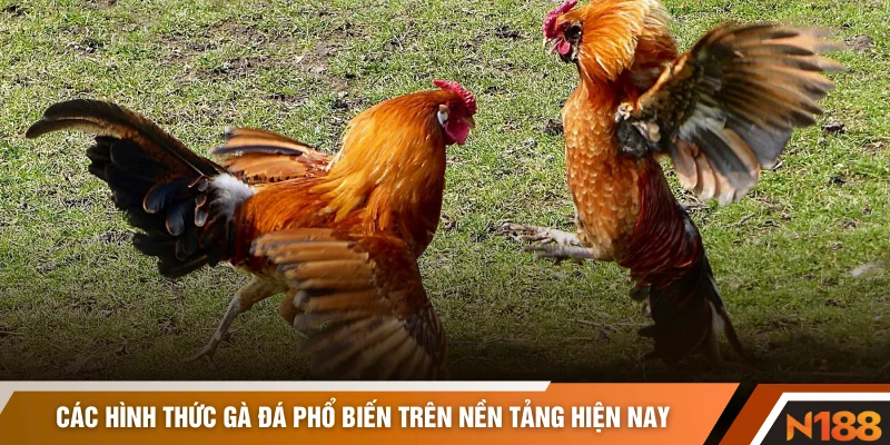 Các hình thức gà đá phổ biến trên nền tảng hiện nay