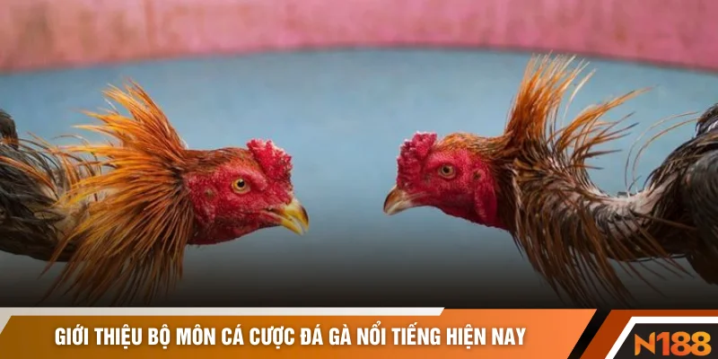 Giới thiệu bộ môn cá cược đá gà nổi tiếng hiện nay