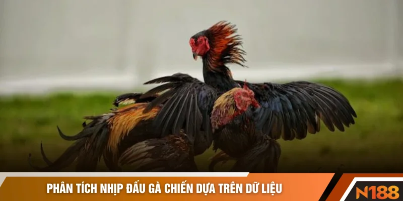 Phân tích nhịp đấu gà chiến dựa trên dữ liệu